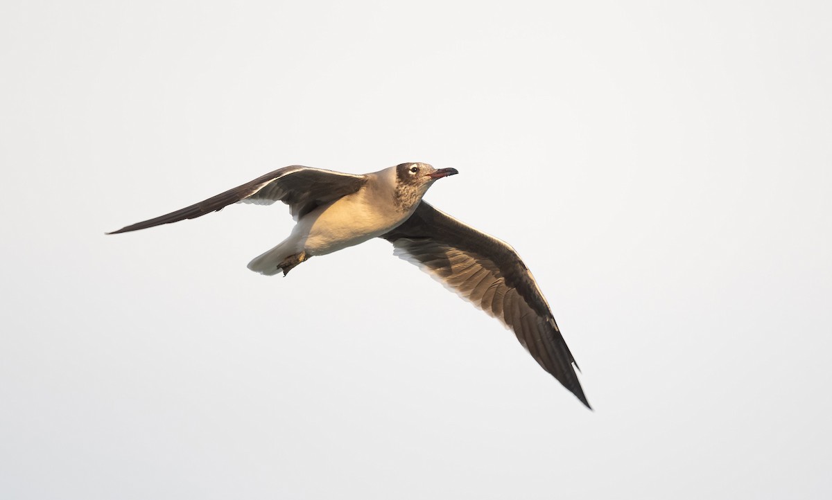 White-eyed Gull - ML646522573