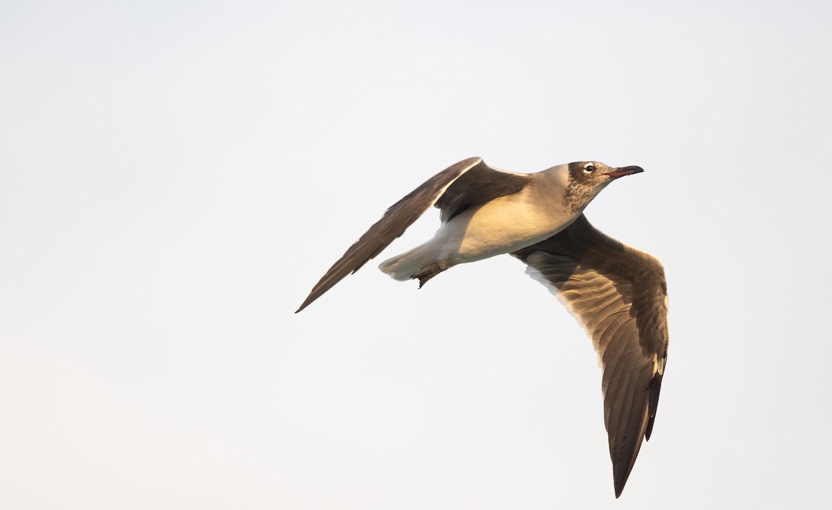 White-eyed Gull - ML646522576