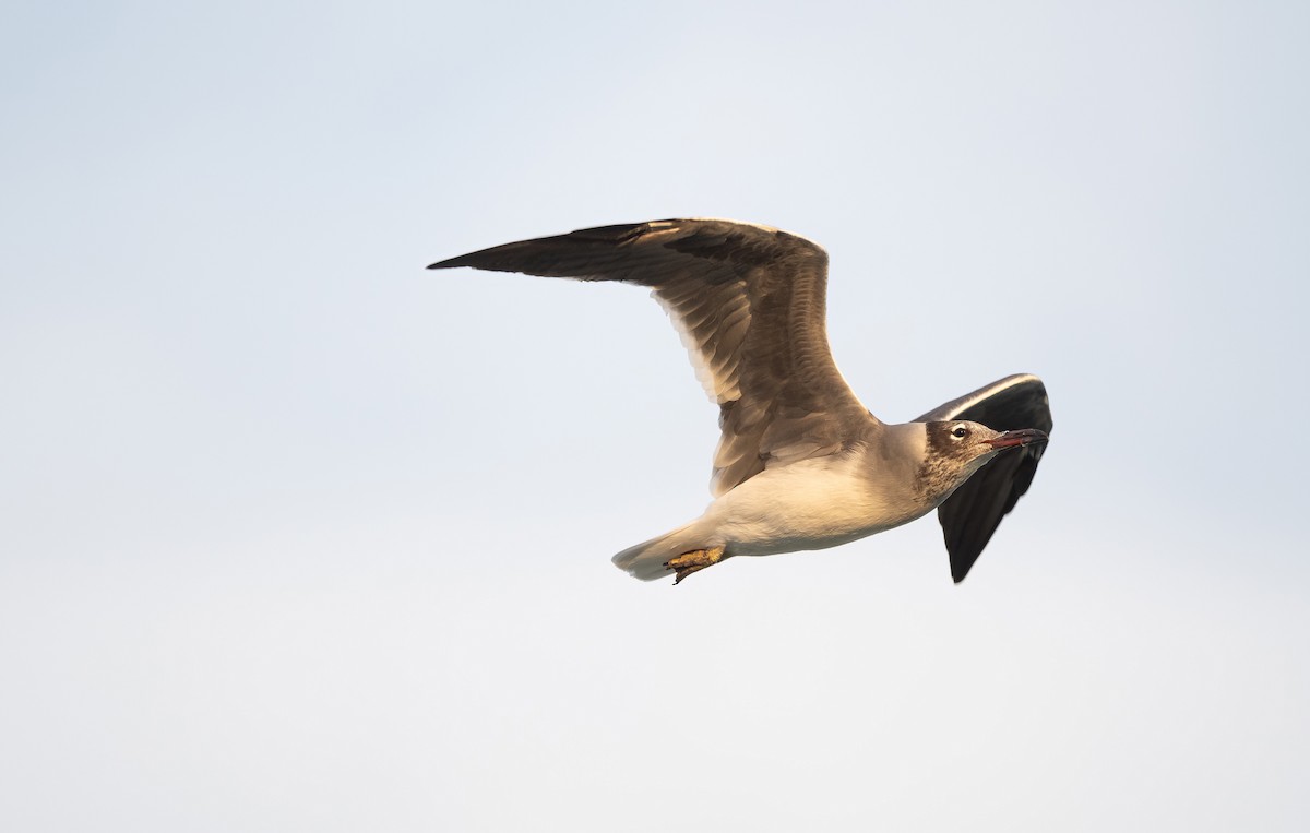 White-eyed Gull - ML646522577