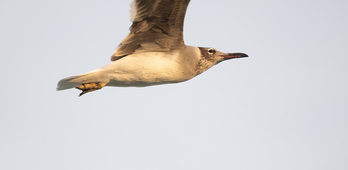 White-eyed Gull - ML646522578