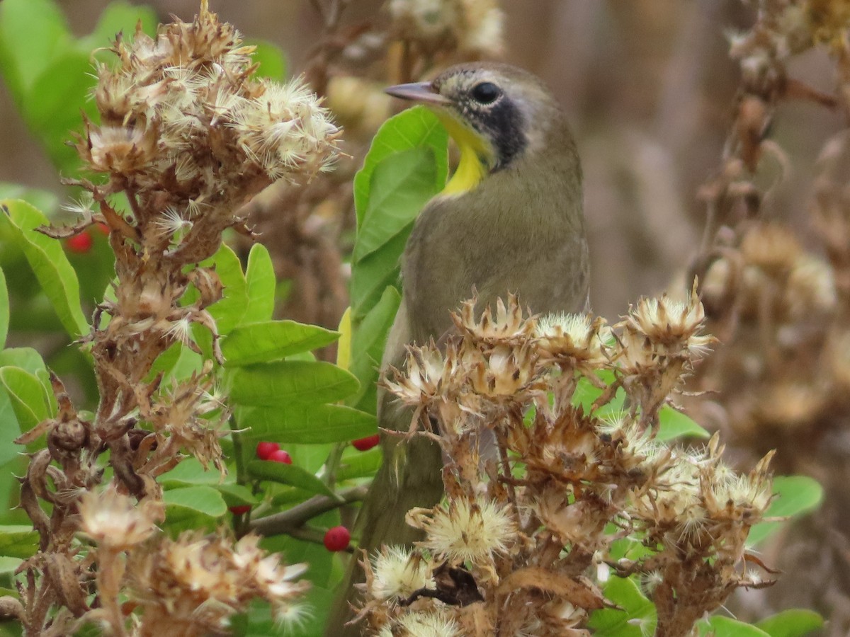 Жовтогорлик північний - ML646522579
