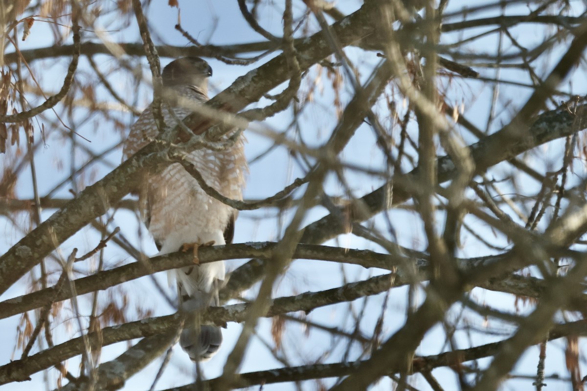 jestřáb americký - ML646522581