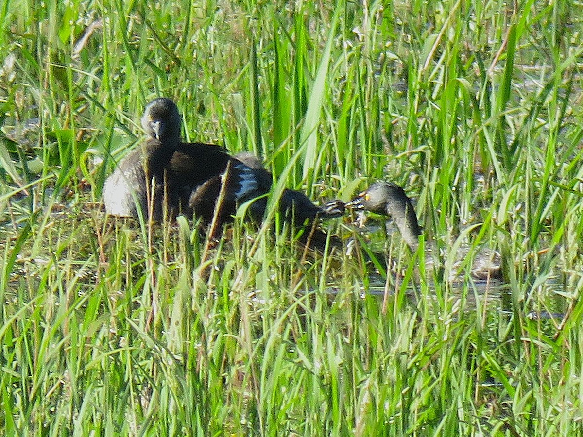 Least Grebe - ML646522582