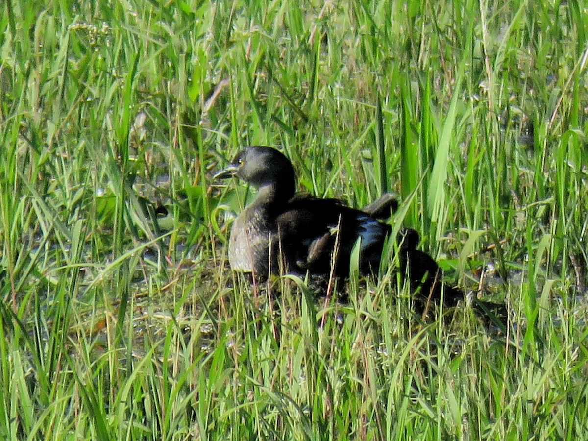 Least Grebe - ML646522583