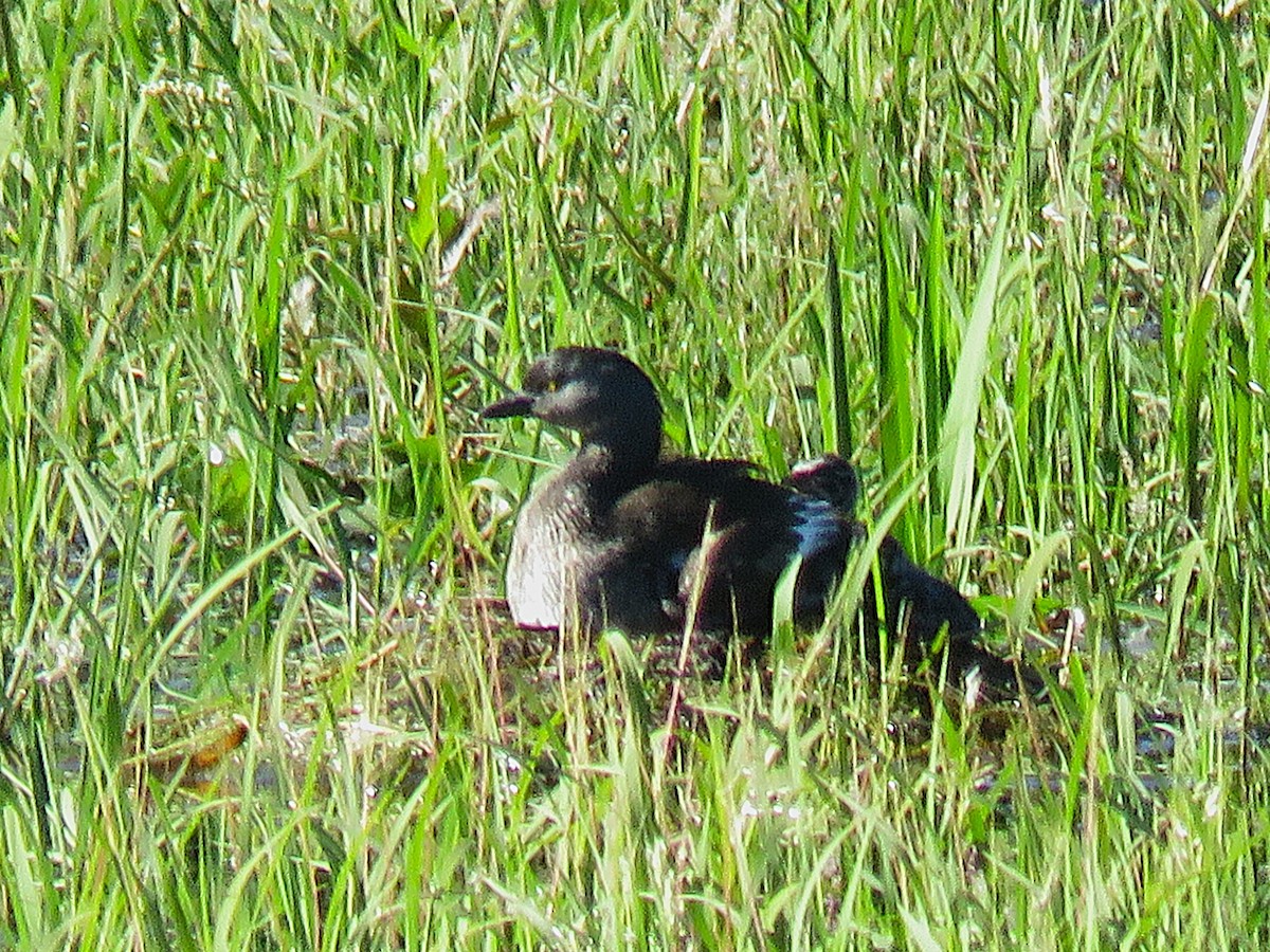 Least Grebe - ML646522584