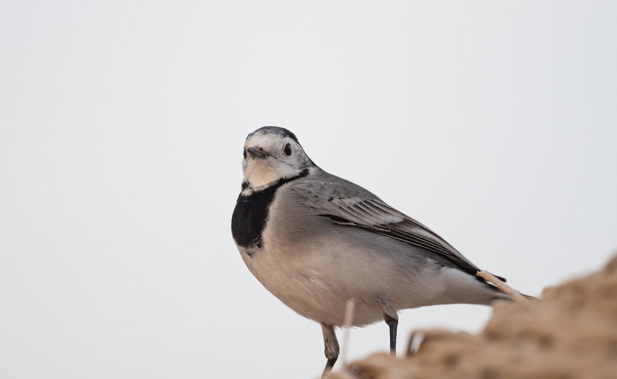 Lavandera Blanca - ML646522591