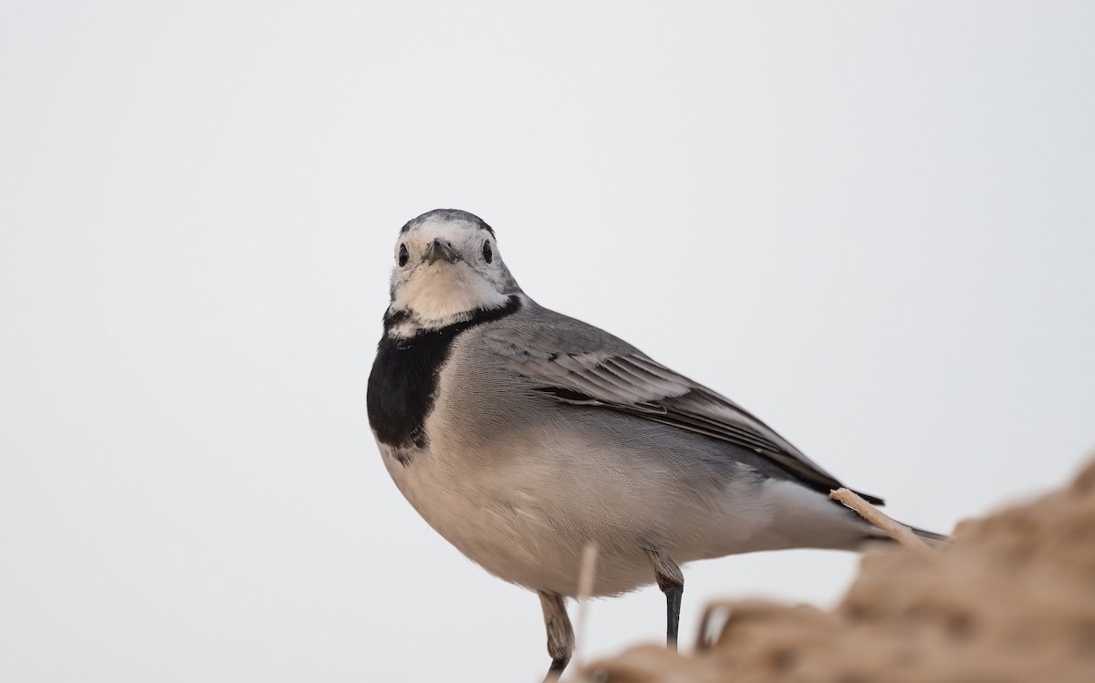 Lavandera Blanca - ML646522592