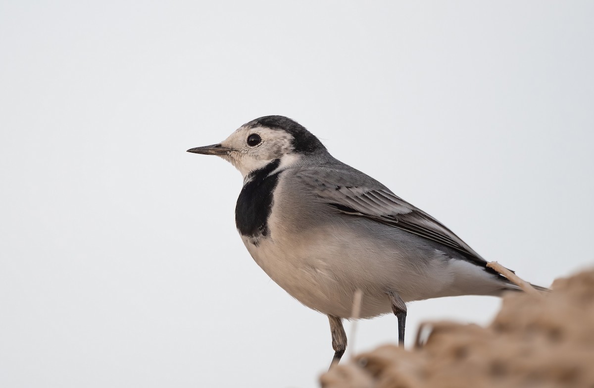 Lavandera Blanca - ML646522593