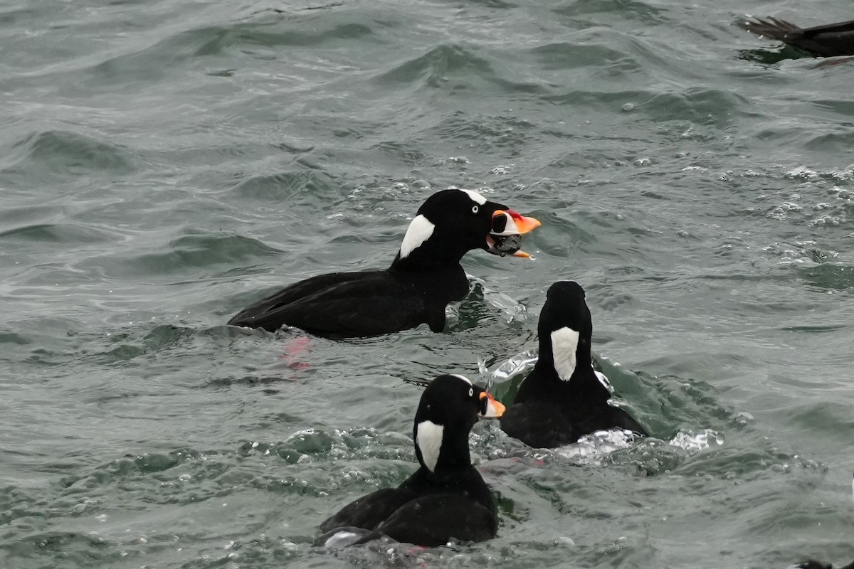 Negrón Careto - ML646522595