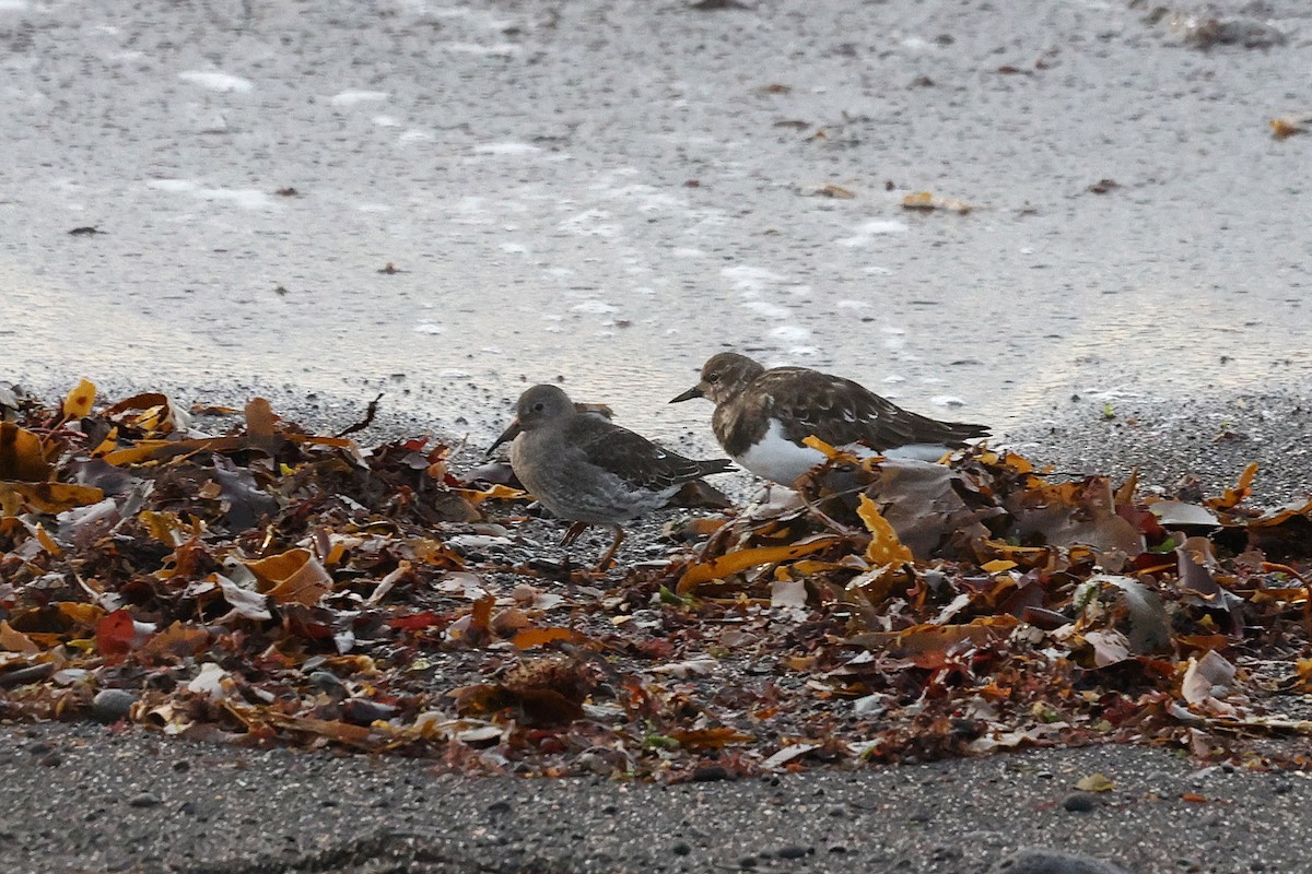 Vuelvepiedras Común - ML646522596