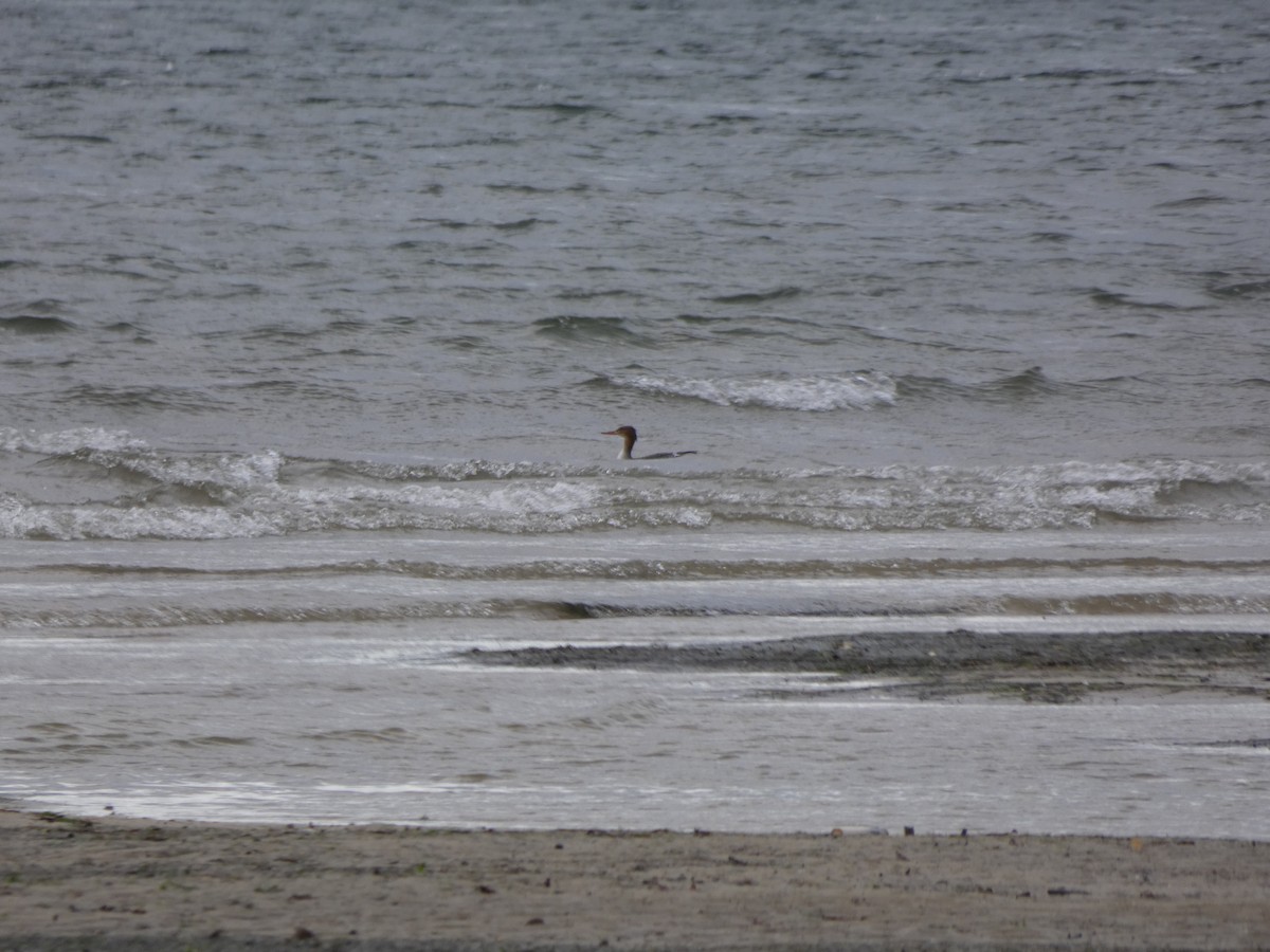 Tarakdiş - ML646522597