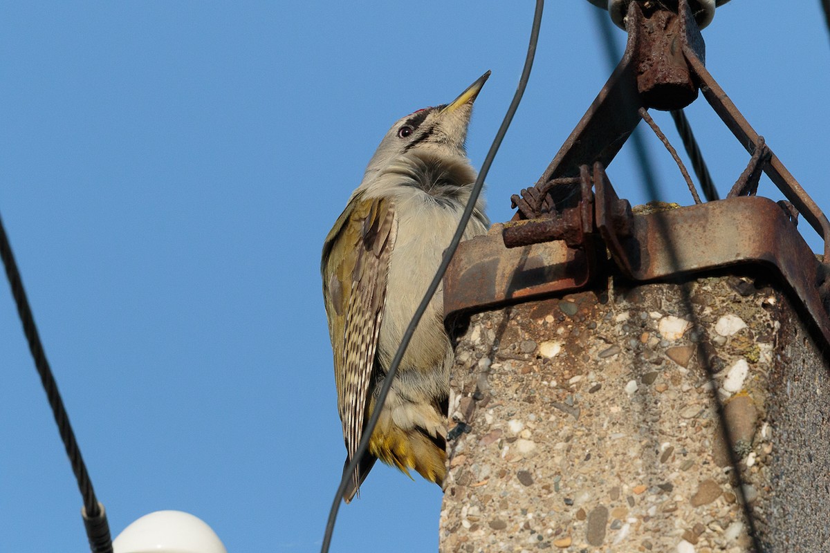 gråspett - ML646522598