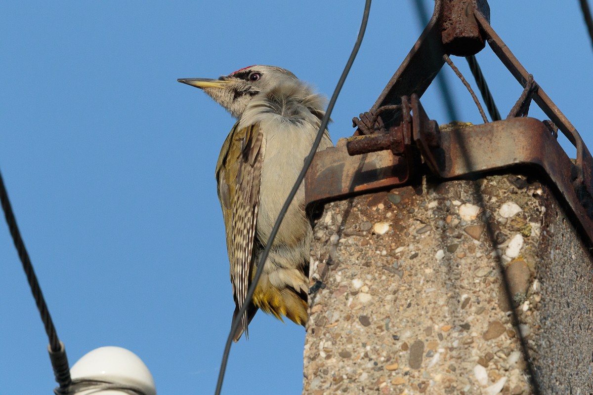 gråspett - ML646522599