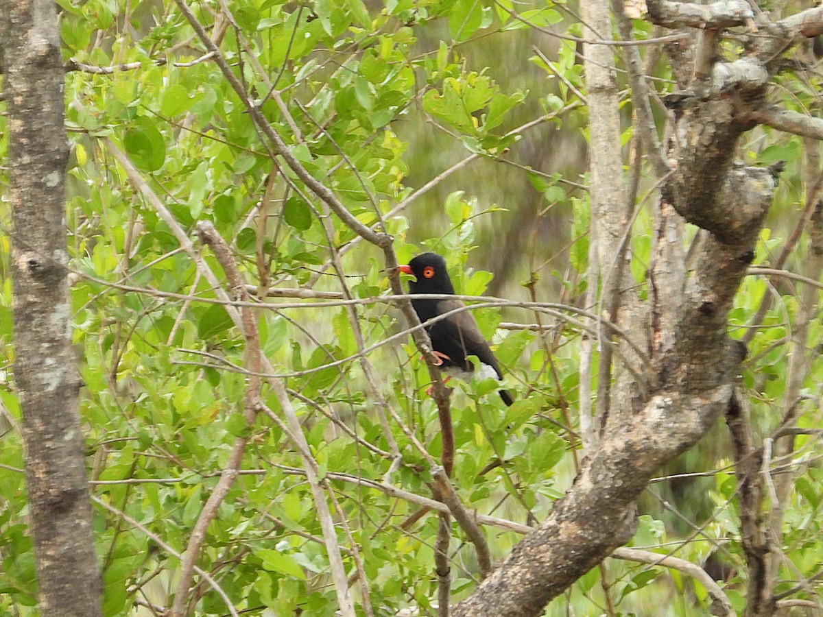 Prionopo de Retz - ML646522600