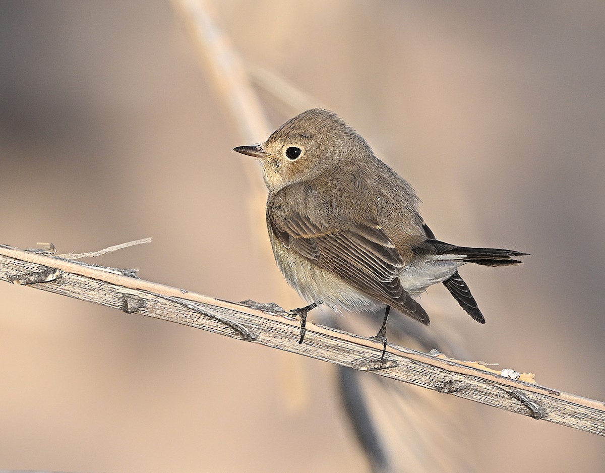 Papamoscas Papirrojo - ML646522601
