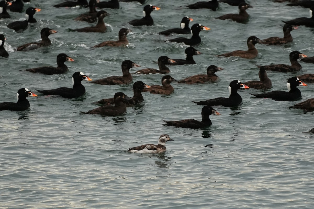 Pato Havelda - ML646522604