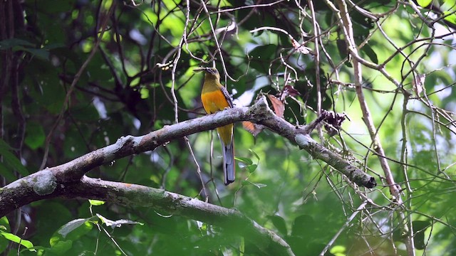 Trogón Pechinaranja (grupo dulitensis) - ML646522605