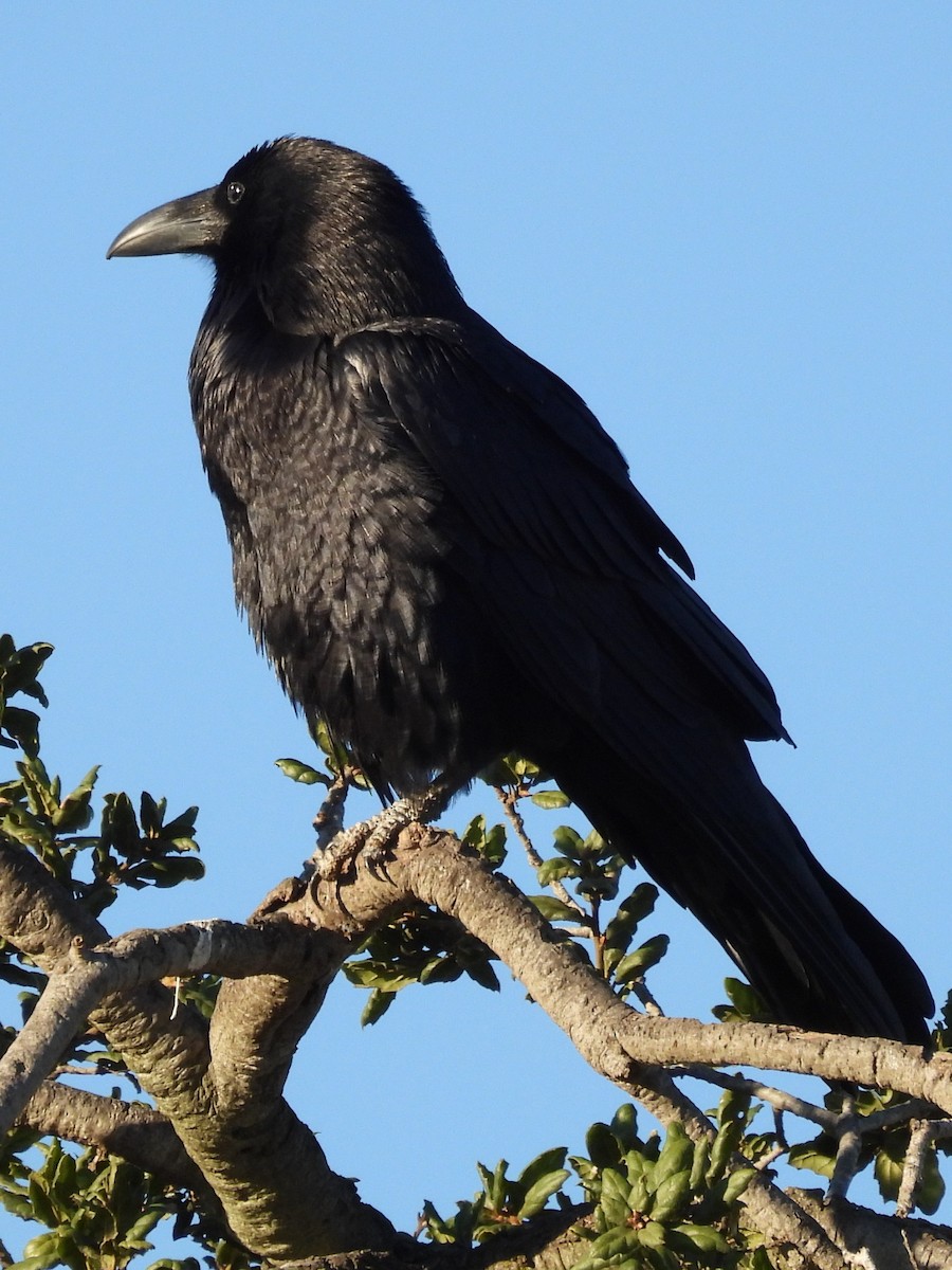 Cuervo Grande - ML646522608