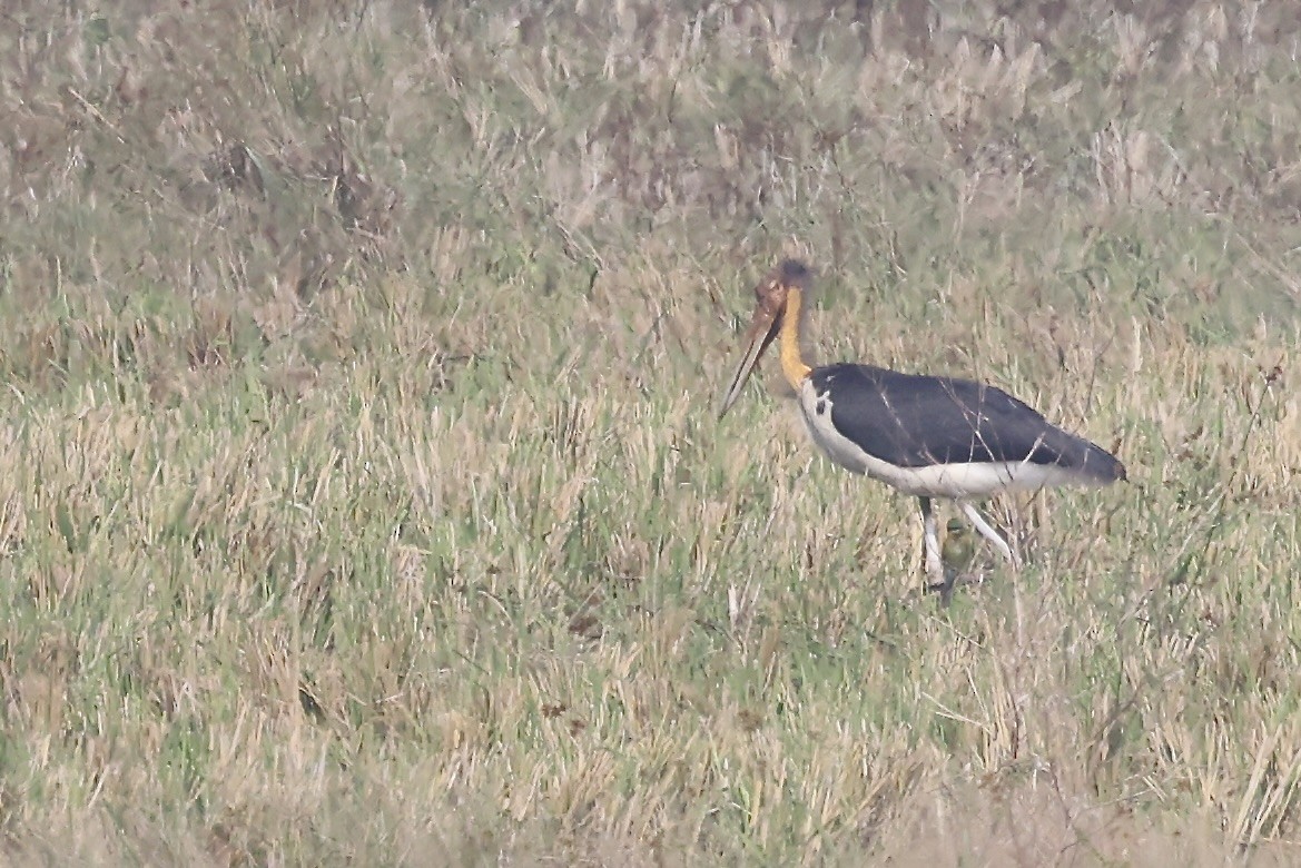 Marabú Menor - ML646522609