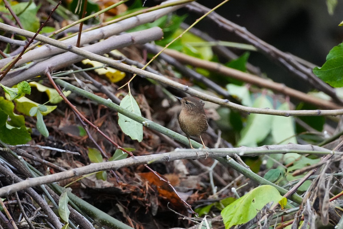Chochín del Pacífico - ML646522610