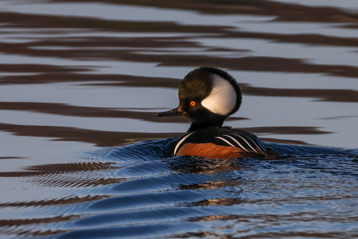 Serreta Capuchona - ML646522611