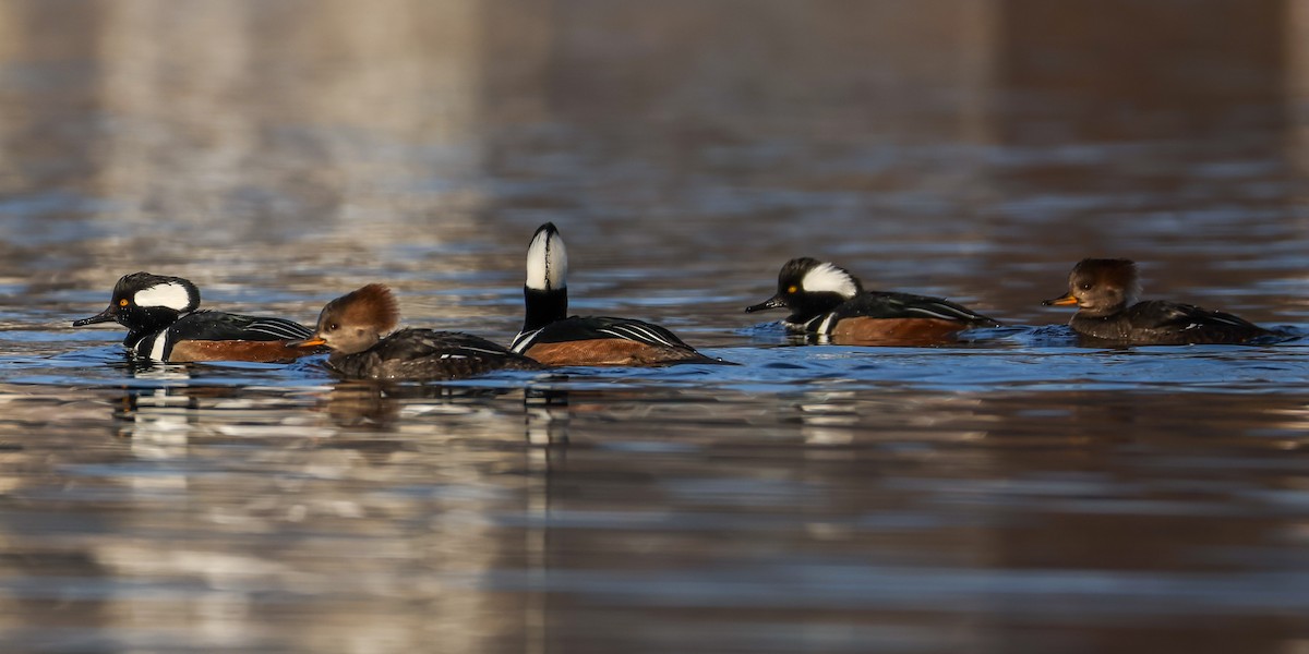 Serreta Capuchona - ML646522612