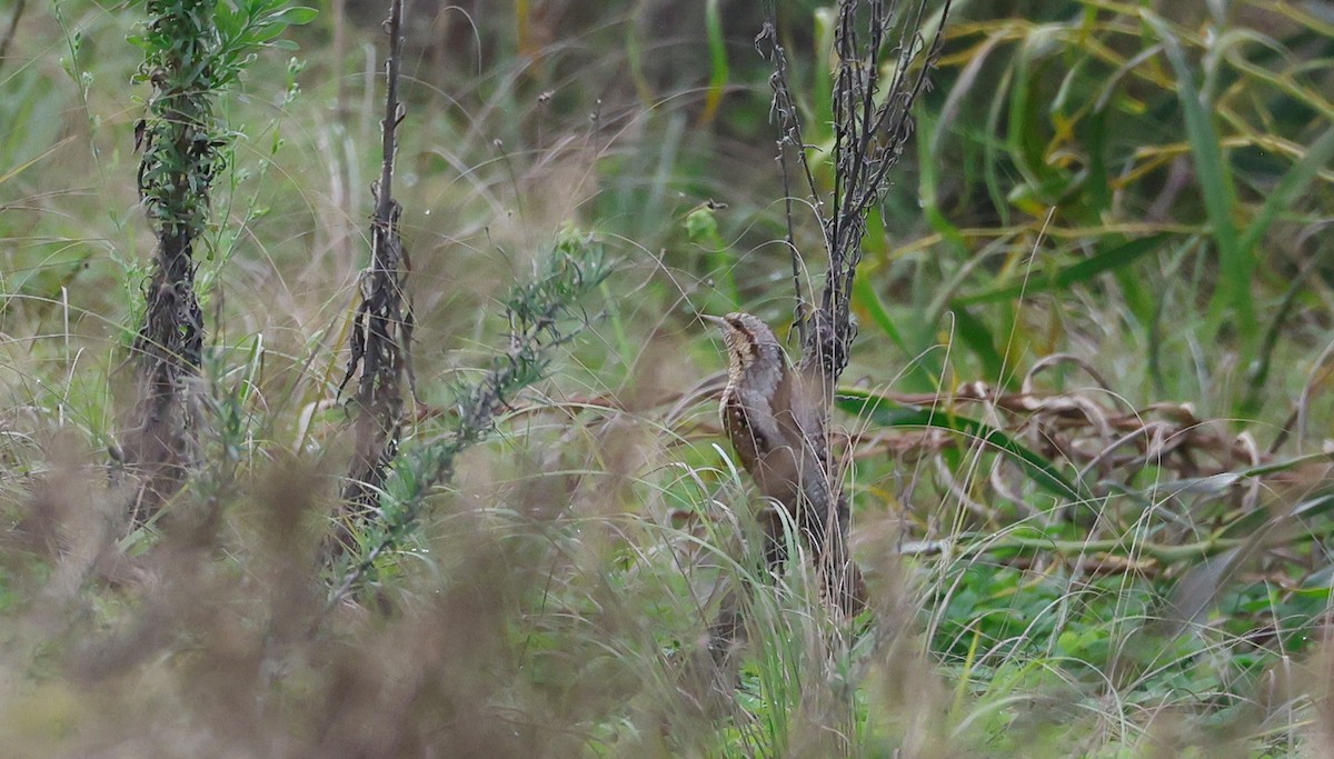 Torcecuello Euroasiático - ML646522613