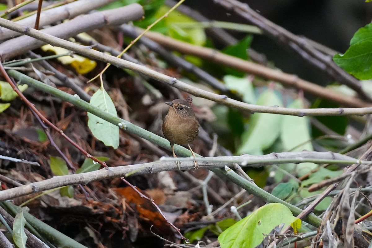 Chochín del Pacífico - ML646522614
