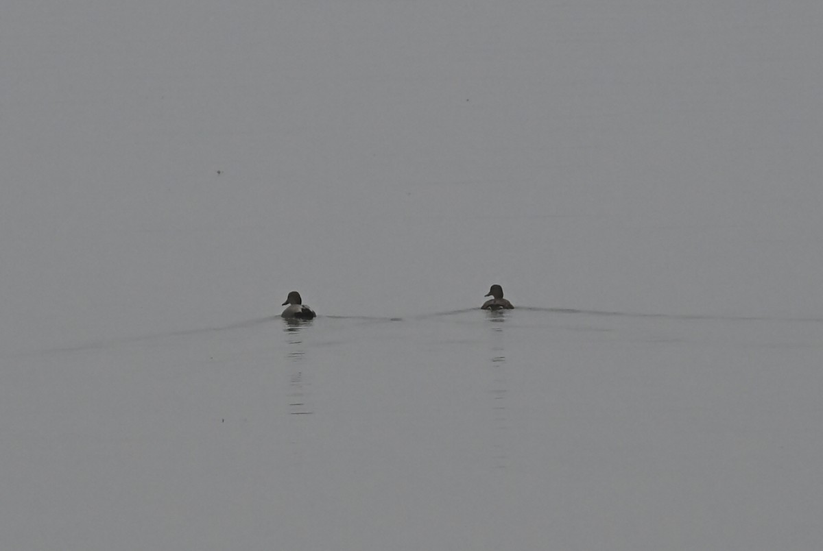 Ánade Friso - ML646522615