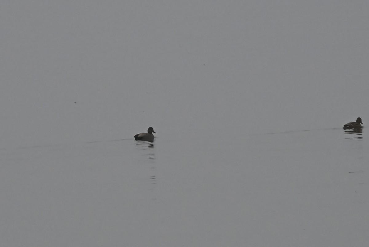 Ánade Friso - ML646522616