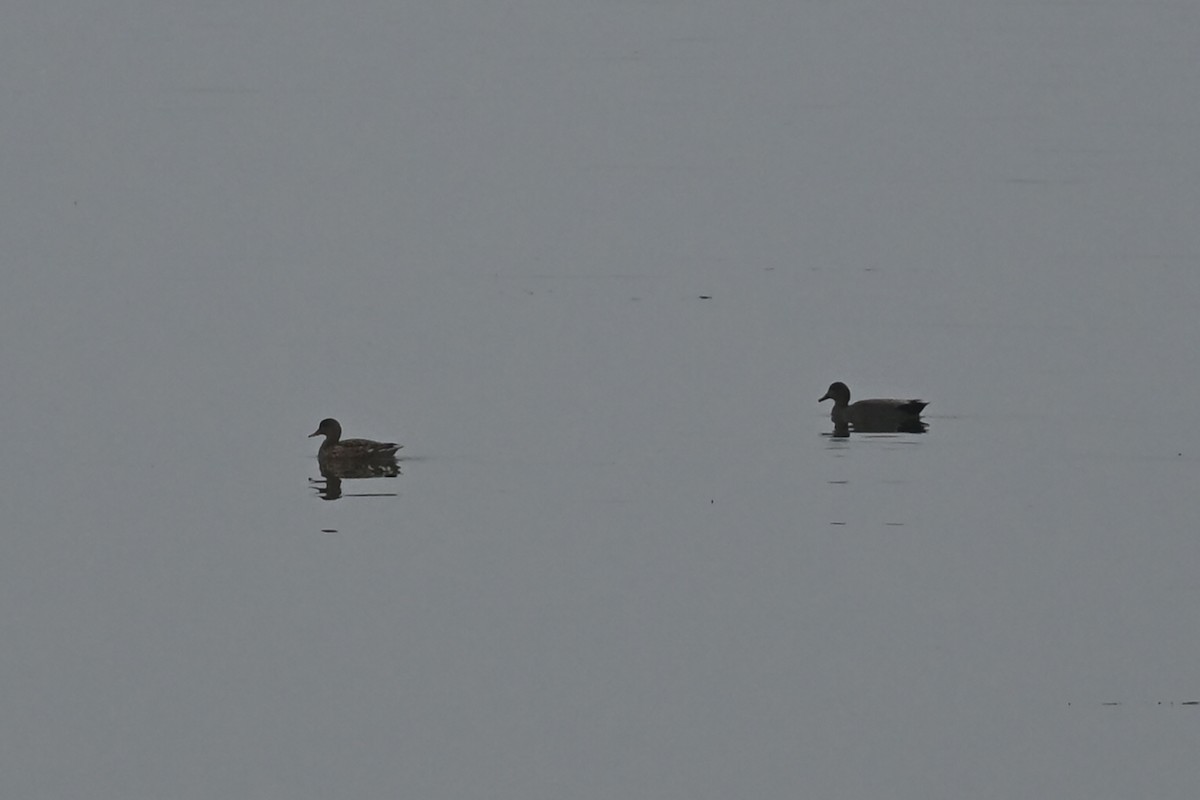 Ánade Friso - ML646522617