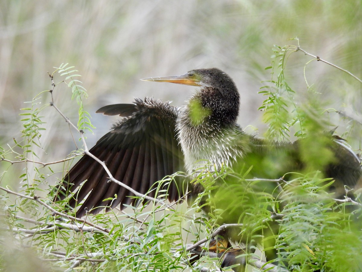 Anhinga Americana - ML646522620