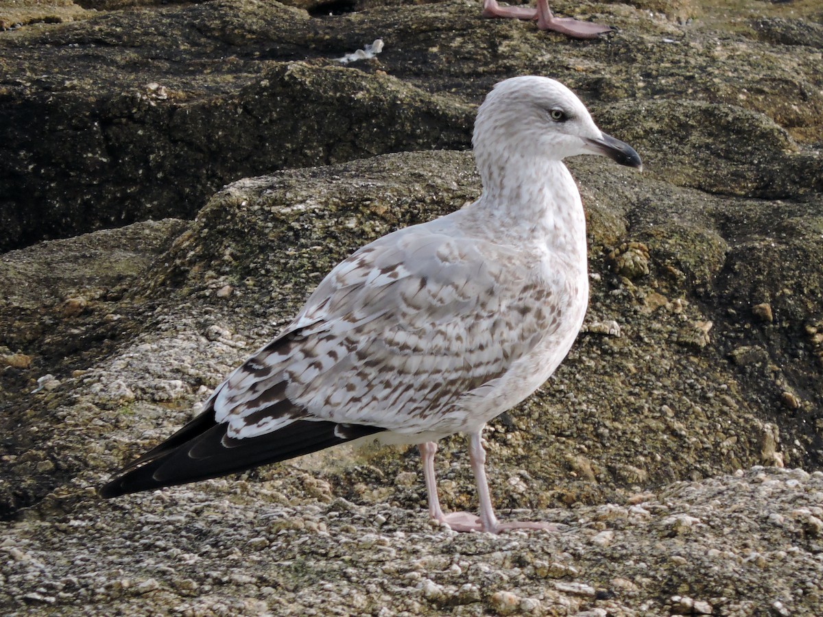 Мөнгөлөг цахлай - ML646522621