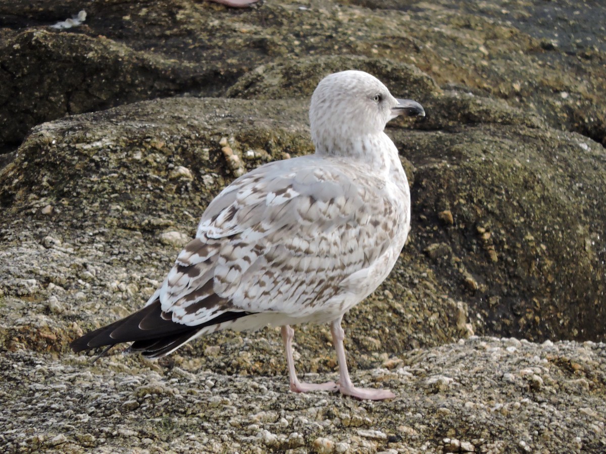 Мөнгөлөг цахлай - ML646522622