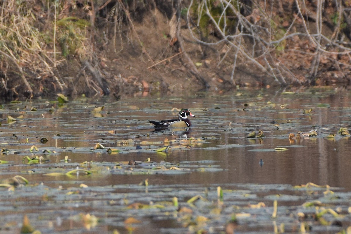 Pato Joyuyo - ML646522623