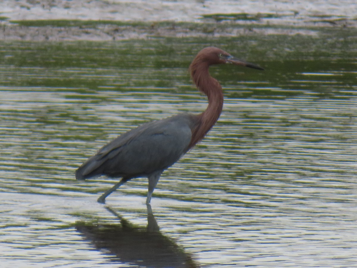 Чепура рудошия - ML646522624