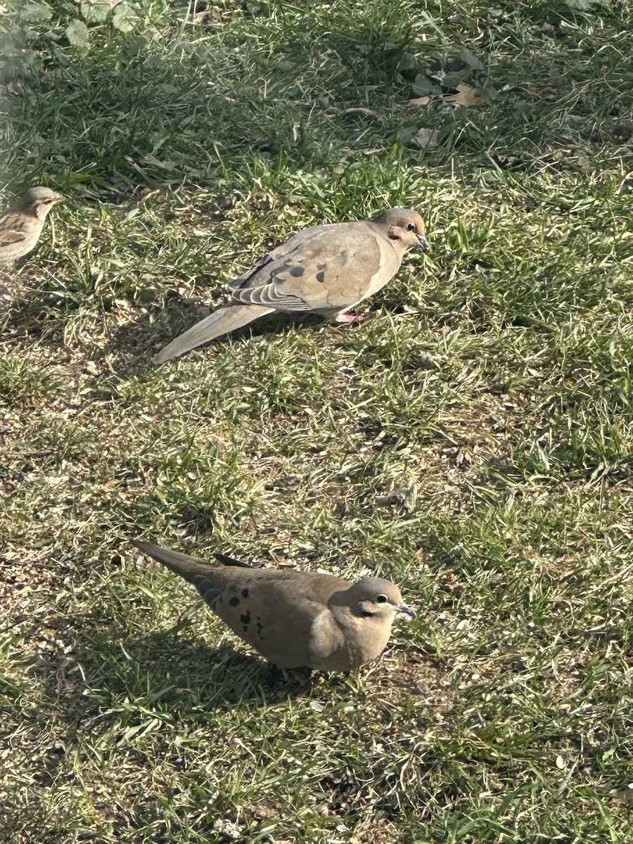 Zenaida Huilota - ML646522626