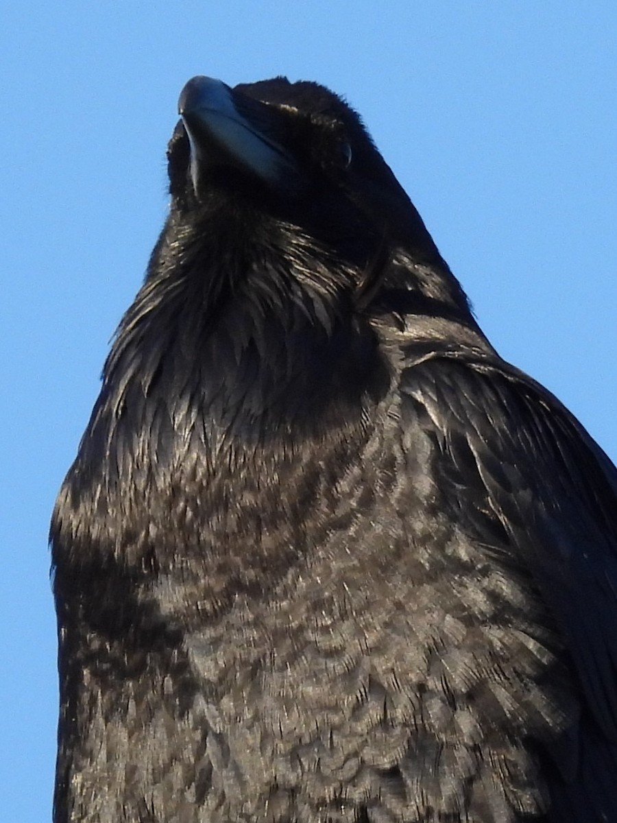 Cuervo Grande - ML646522628