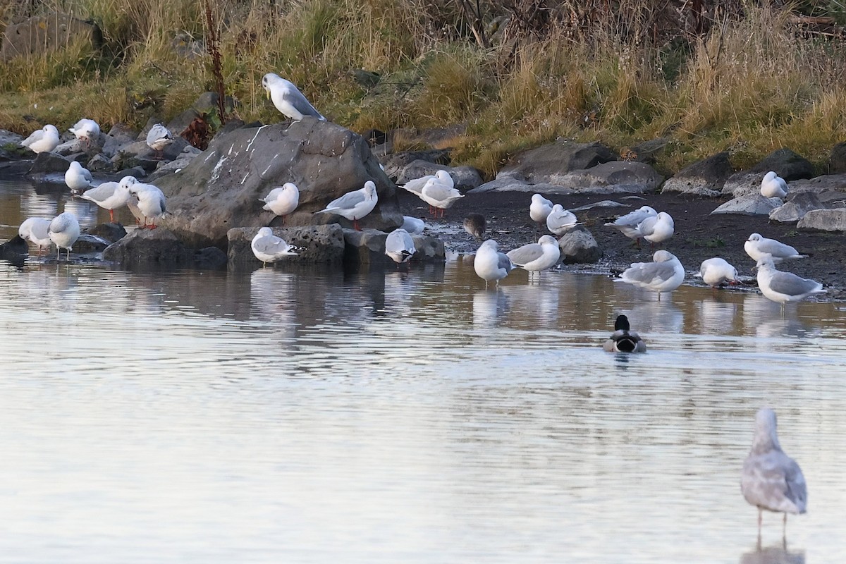 Gaviota Tridáctila (del Atlántico) - ML646522629