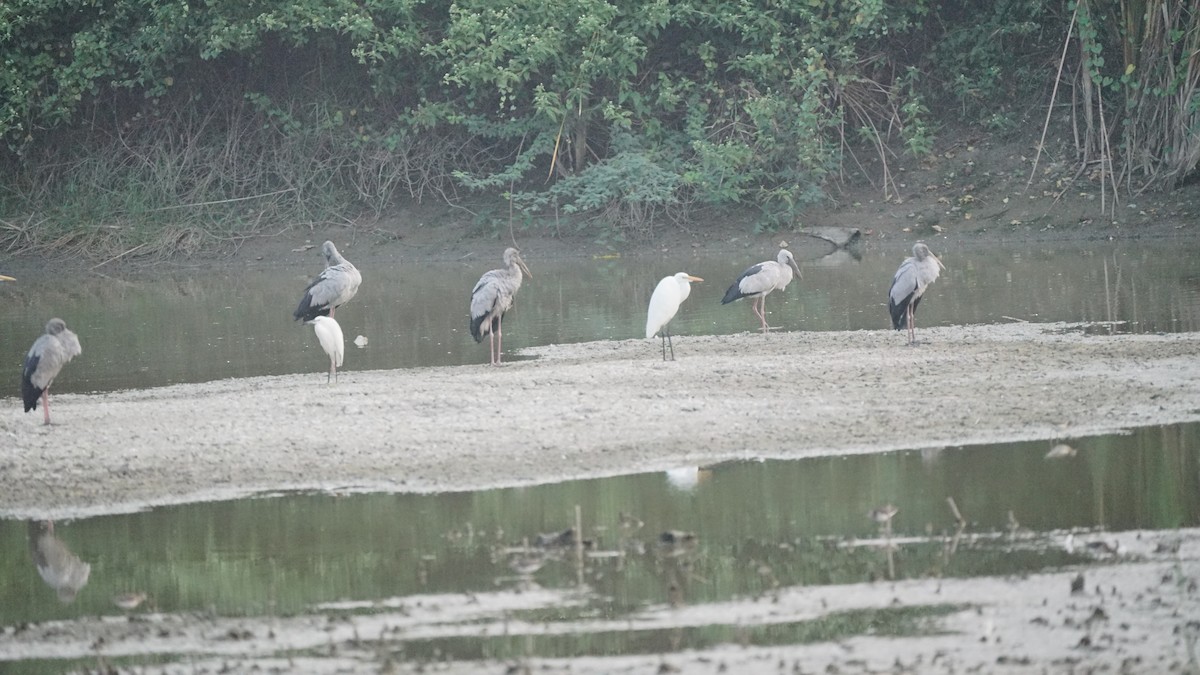 Bec-ouvert indien - ML646522632