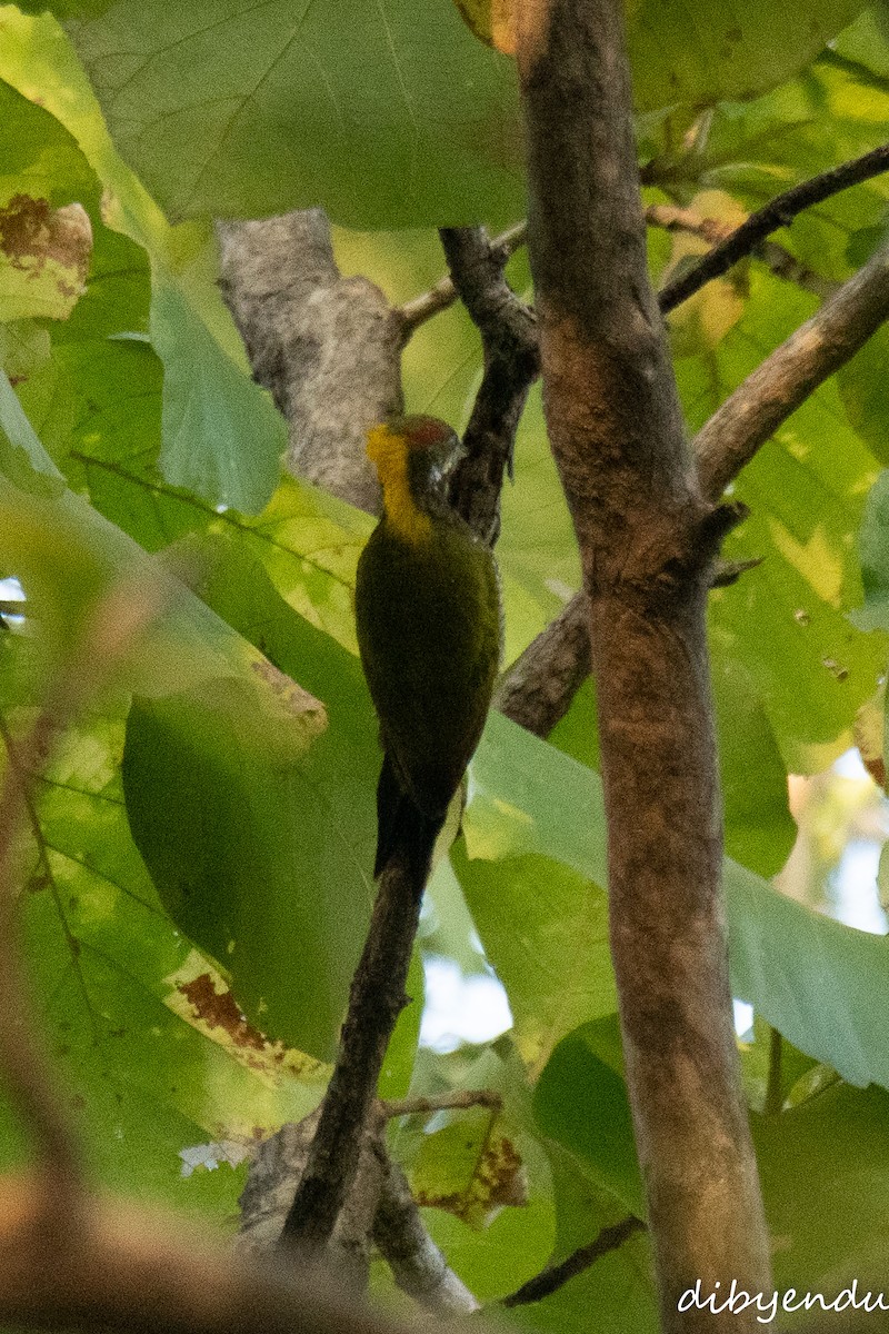 Lesser Yellownape - ML646522636