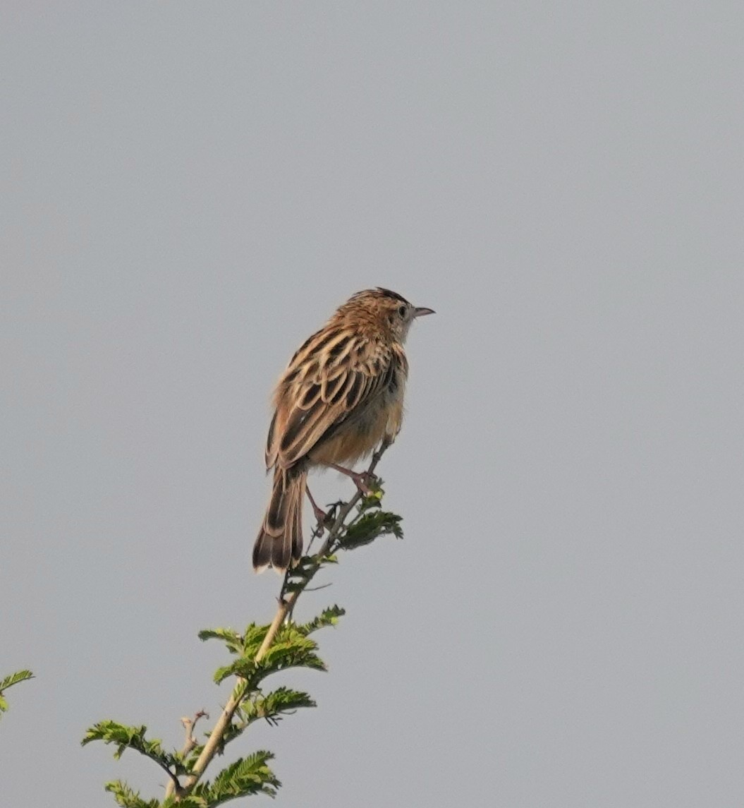 棕扇尾鶯 - ML646522639