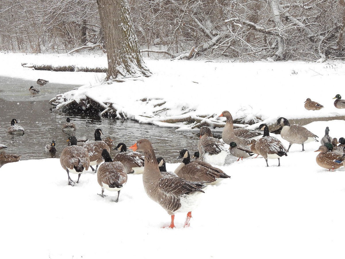 Canada Goose - ML646522640