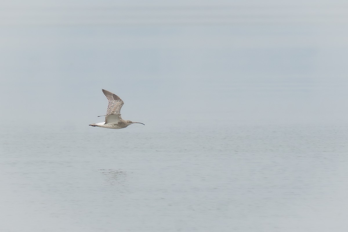 Eurasian Curlew - ML646522643