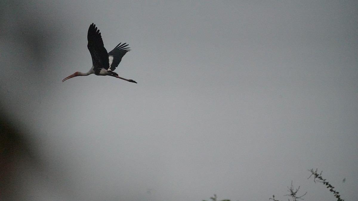 Tantale indien - ML646522645