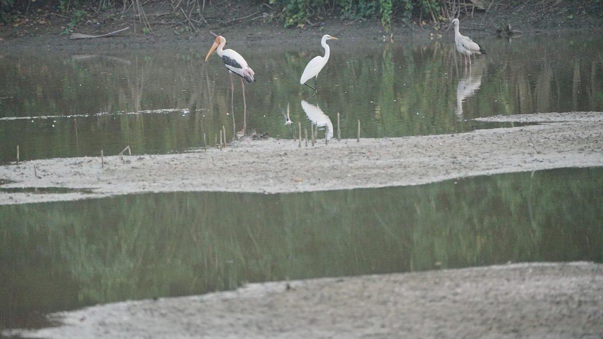 Tantale indien - ML646522646