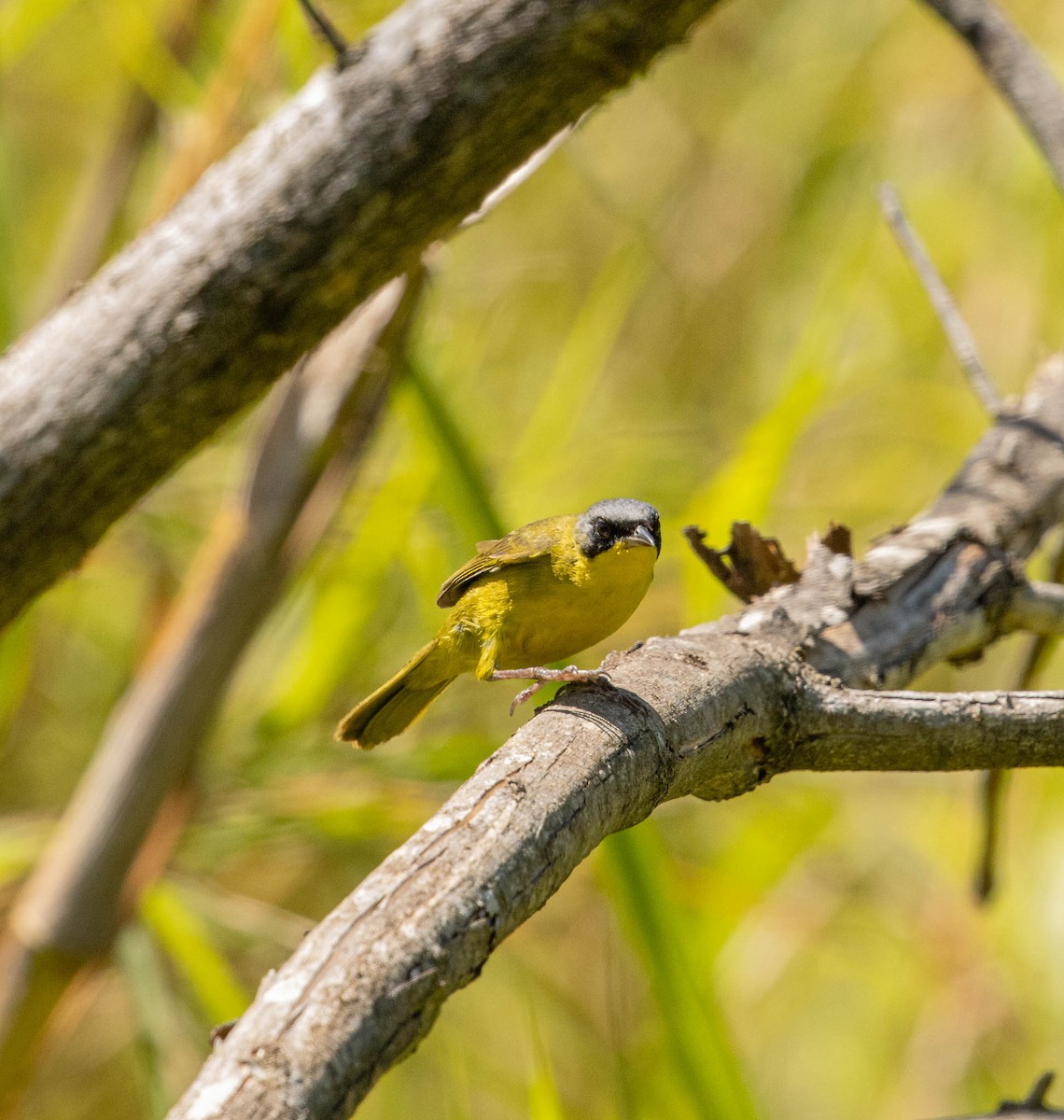 Жовтогорлик східний - ML646522647
