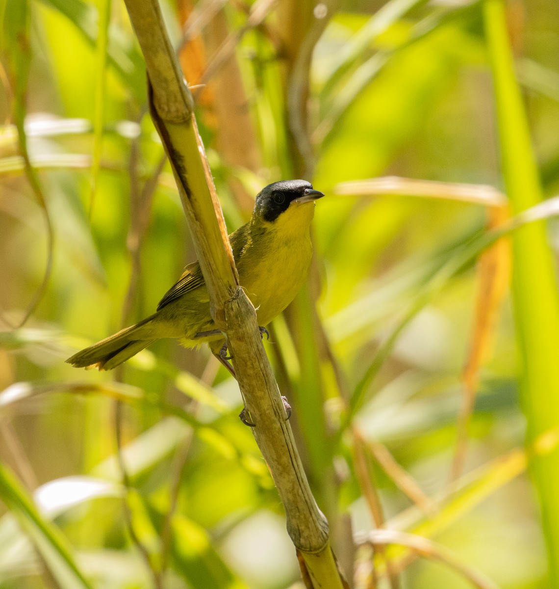 Жовтогорлик східний - ML646522648