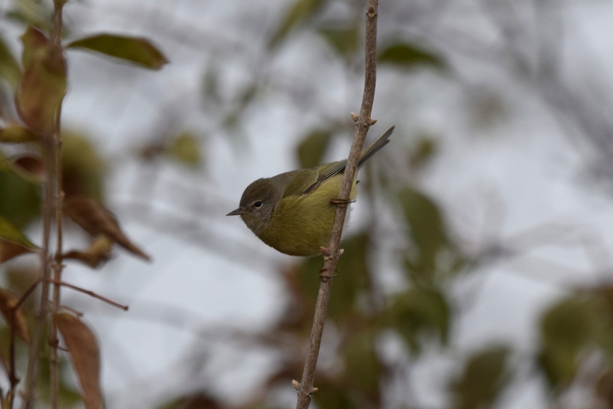lesňáček hvězdičkový - ML646522649
