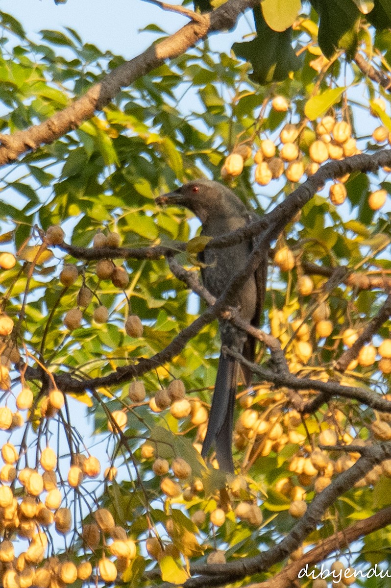 Ashy Drongo - ML646522650